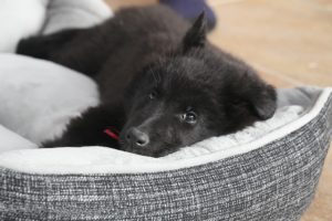 Belgian Shepherd dog