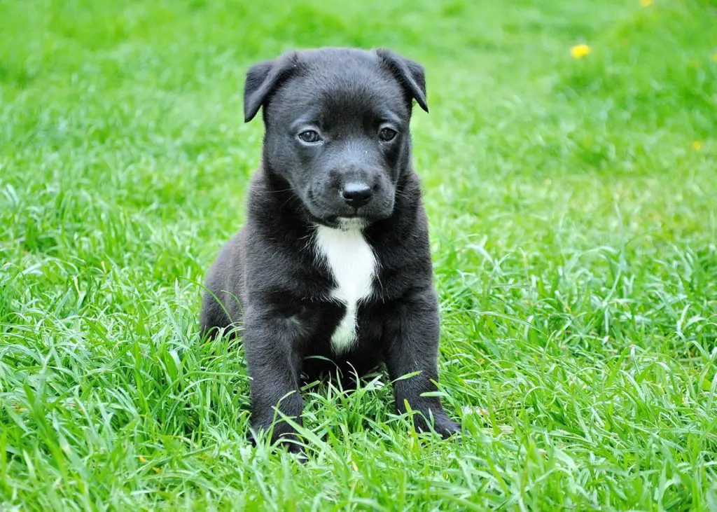 Black Puppy