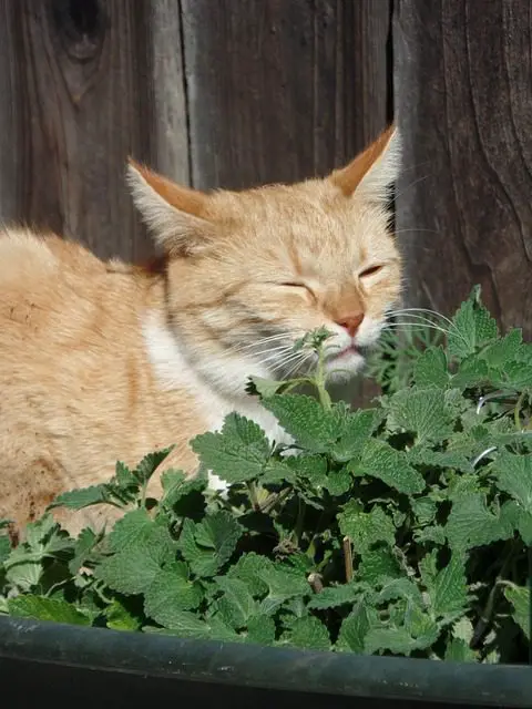 Catnip