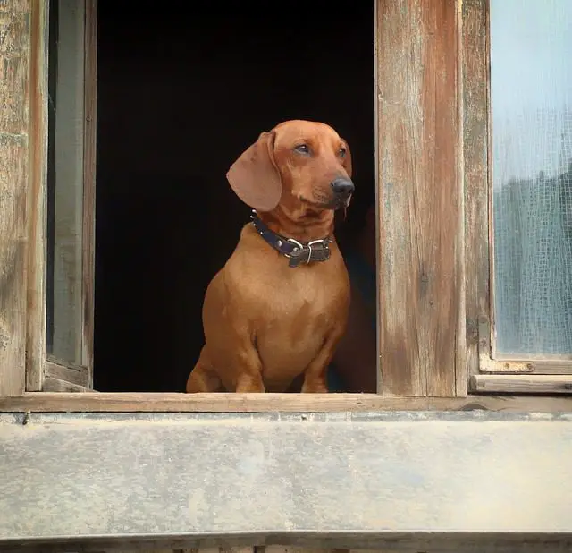 A Dachshund Looking Out of the Window