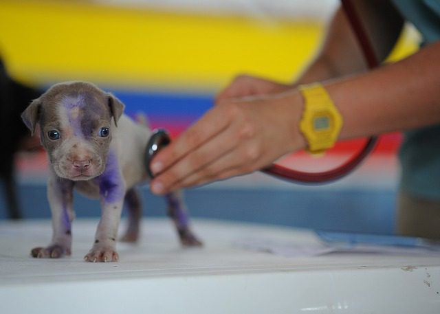 Dog at the Vets