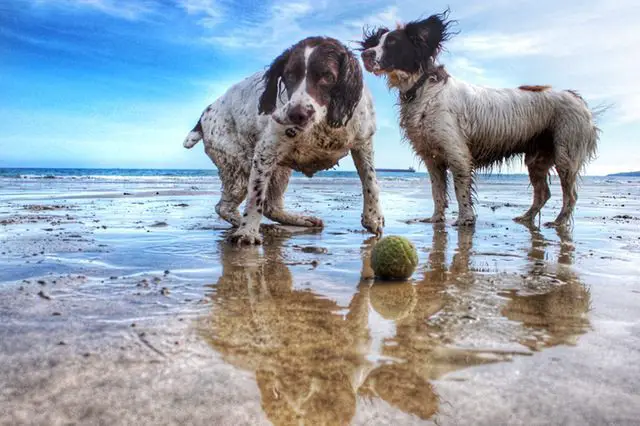 Dog Walking