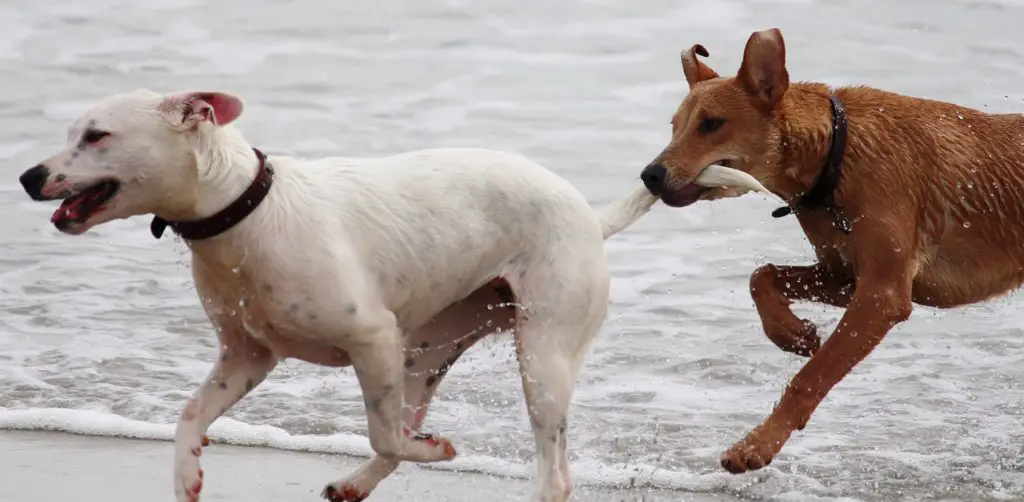 Dogs on the beach running