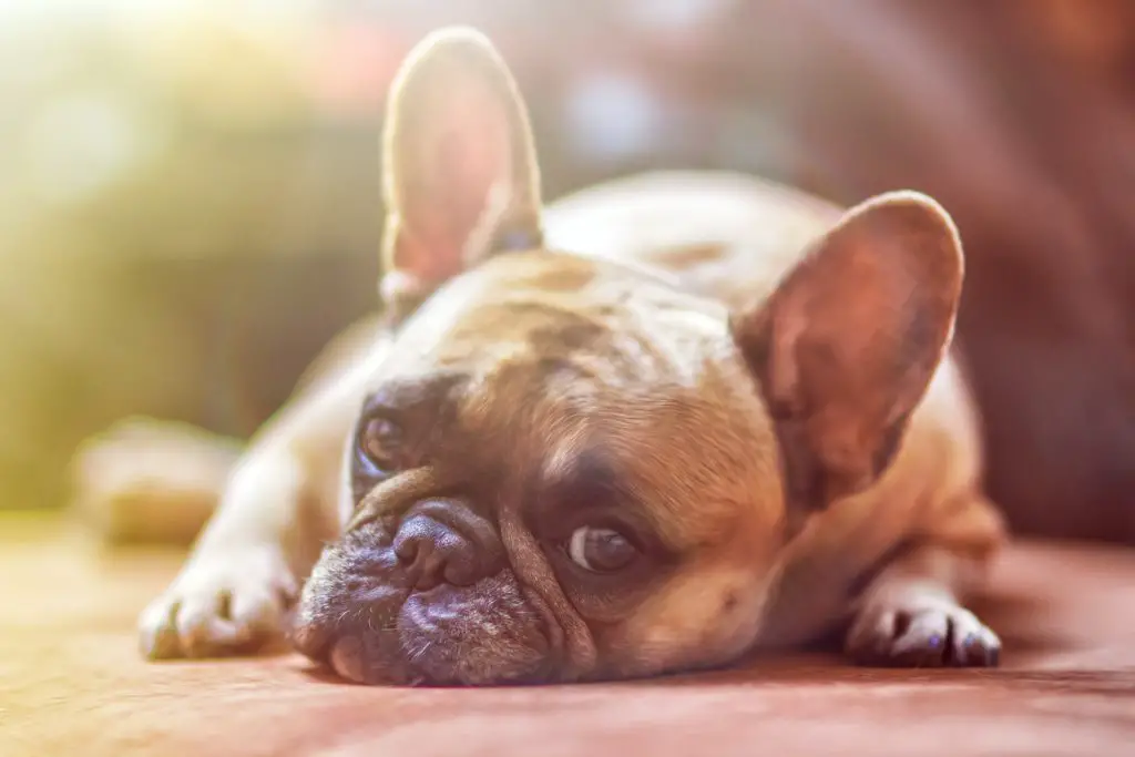 French Bull Dog
