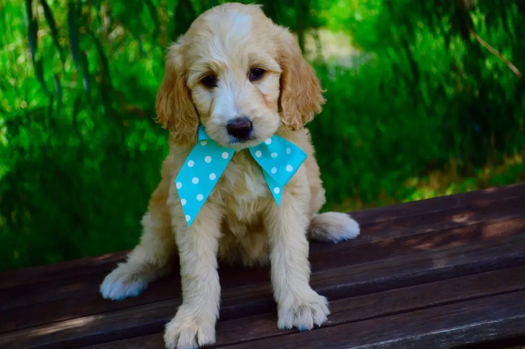 Puppy