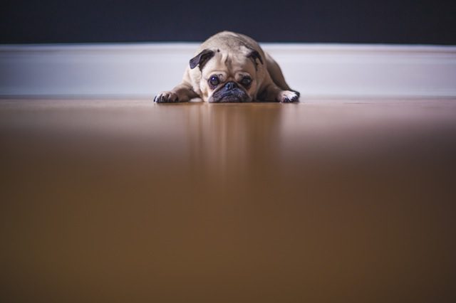 Dog left at home