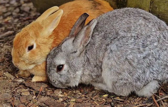 Rabbits