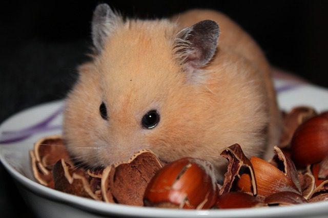 Cute Hamster