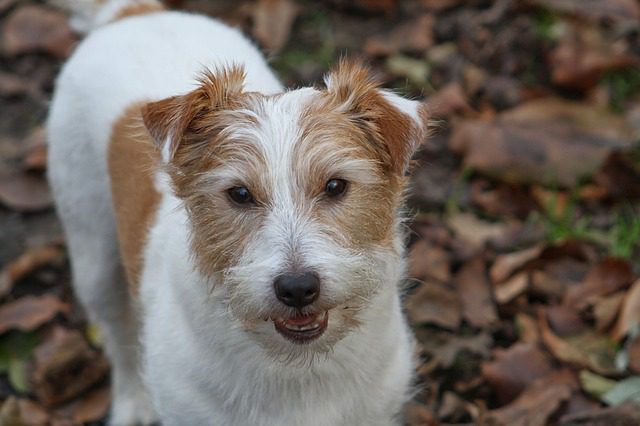 terrier russell jack dog tan parson brown jrt fur wire hunting spotted fox hair puppy animal breed norwich race forest