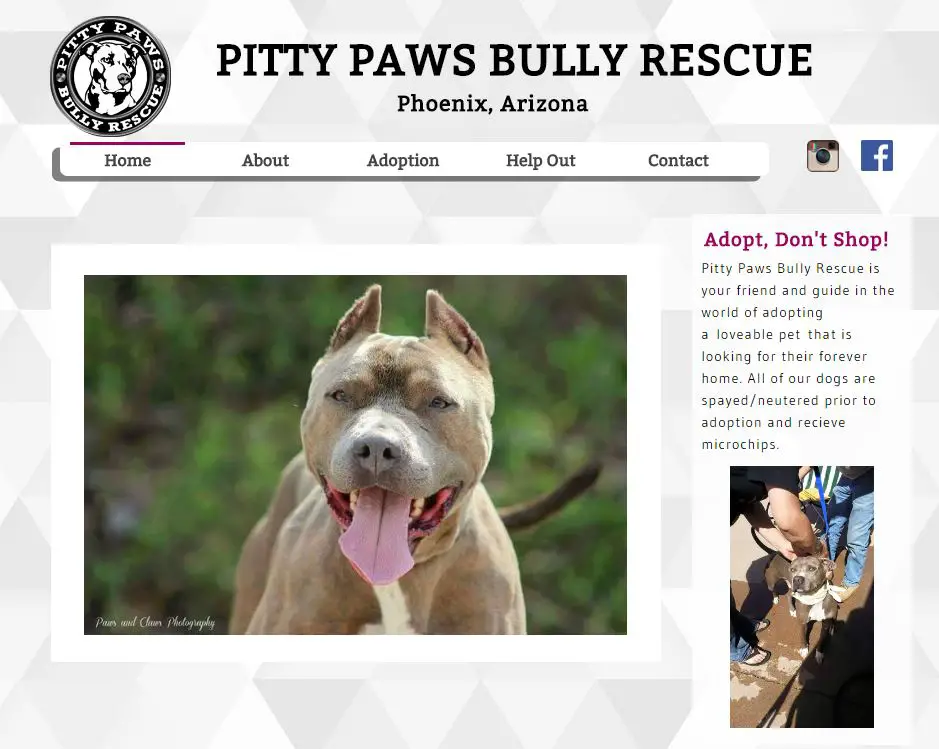 pitty-paws