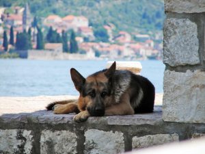 german shepherd dog