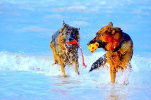 German Shepherd dogs in water German Shepherd dogs in water