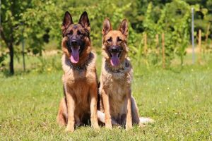 german shepherd dogs german shepherd dogs