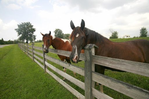 Horse fenced in a field