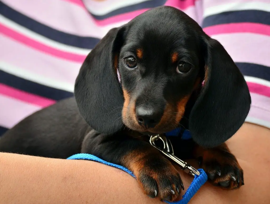 Dauhshund Puppy looking happy