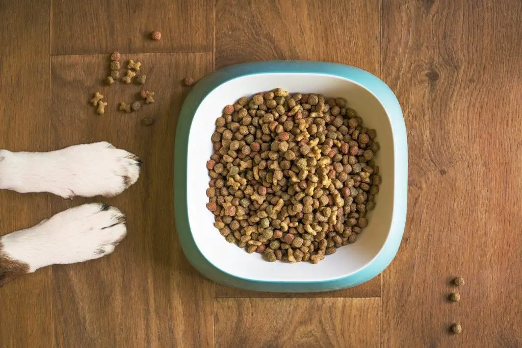 Dog Food and dog paws