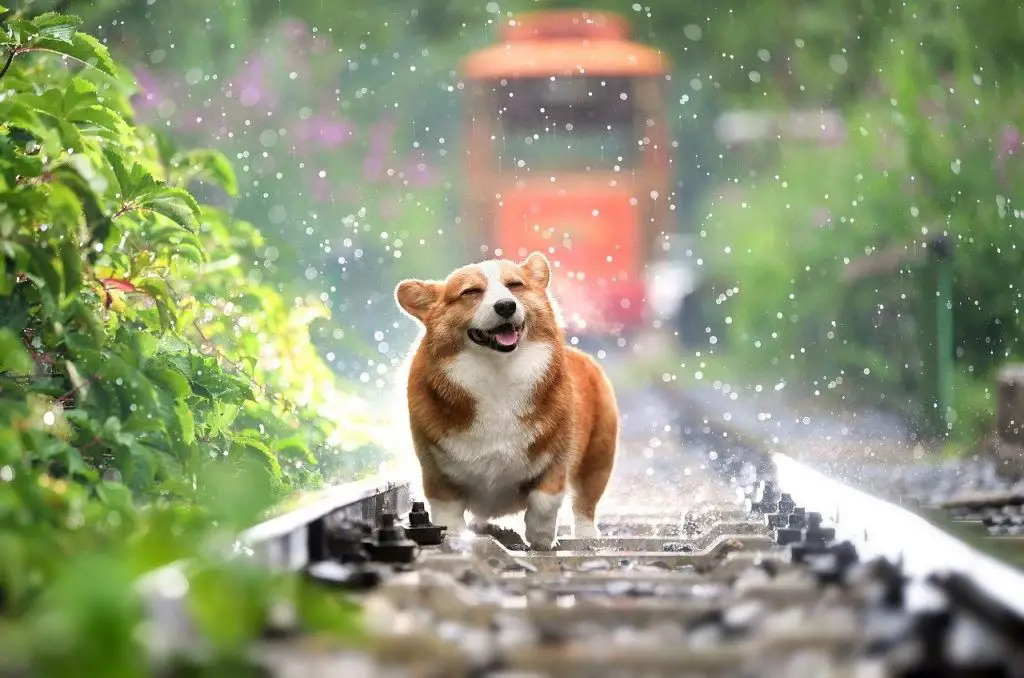 a dog