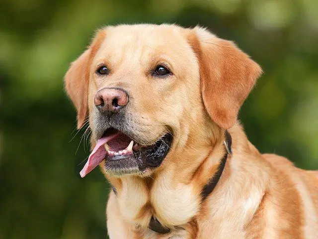 adult dog