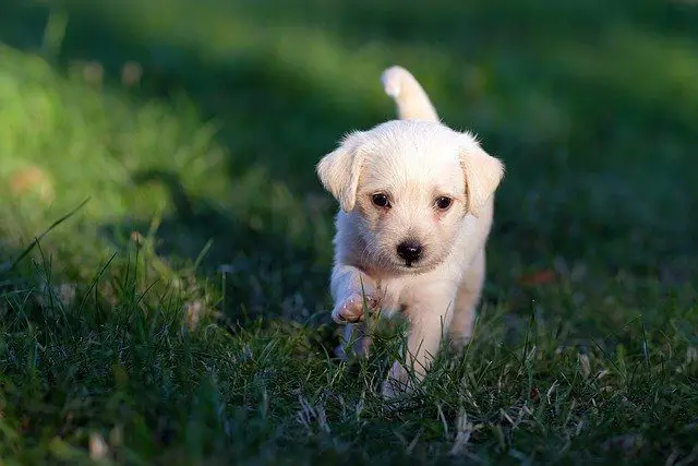 Puppy