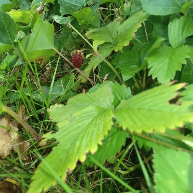 Strawberry plant