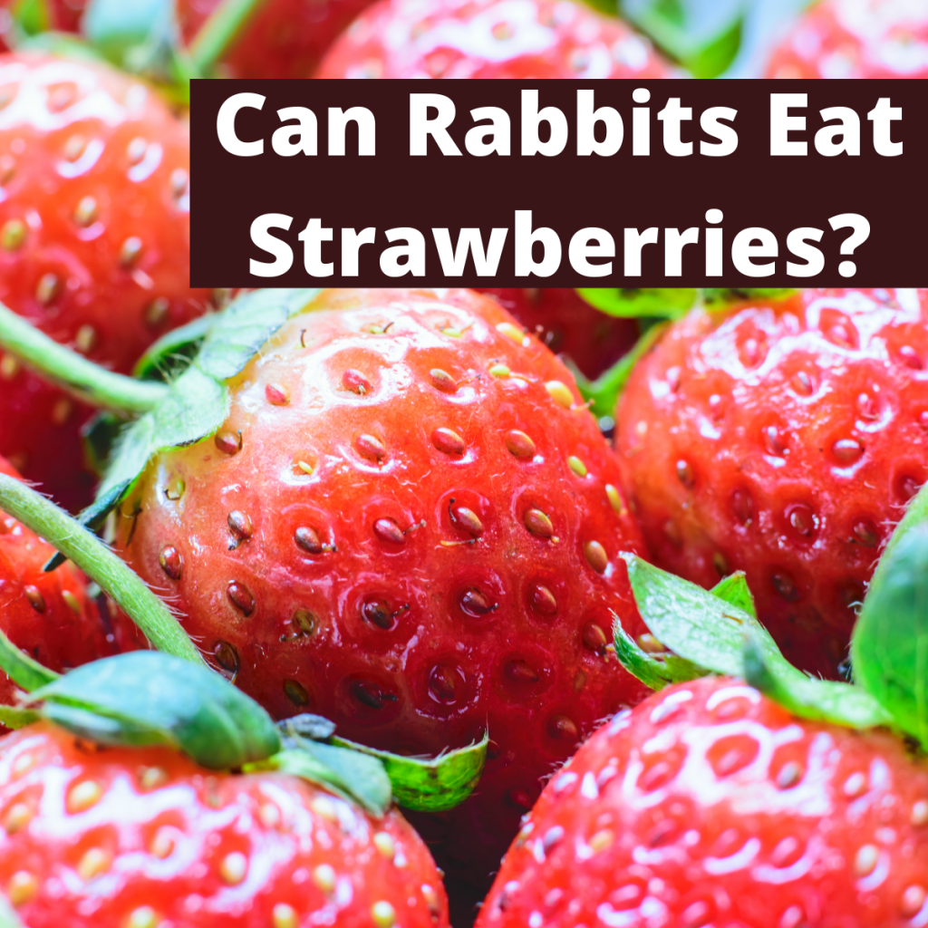 Strawberries and text Can Rabbits Eat Strawberries?