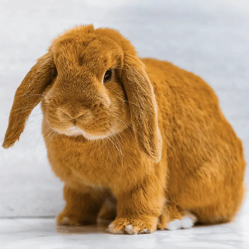 A brown adult Rabbit