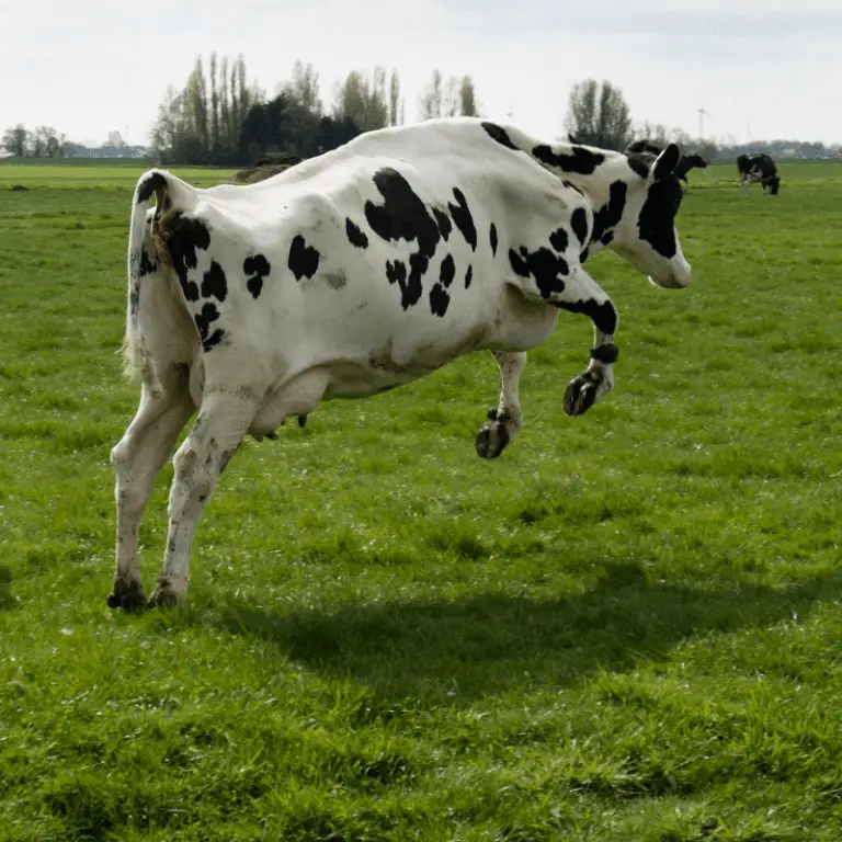 Can Cows Jump? (How High) Animal Ways
