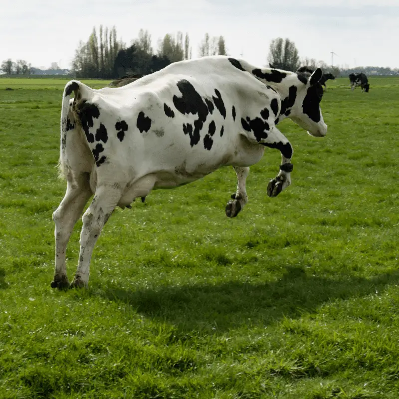 Black and white cow in mid jump on the field