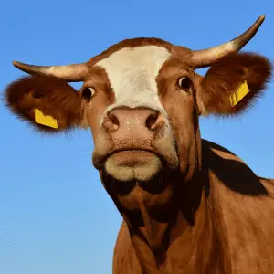 Close-up of a Cow