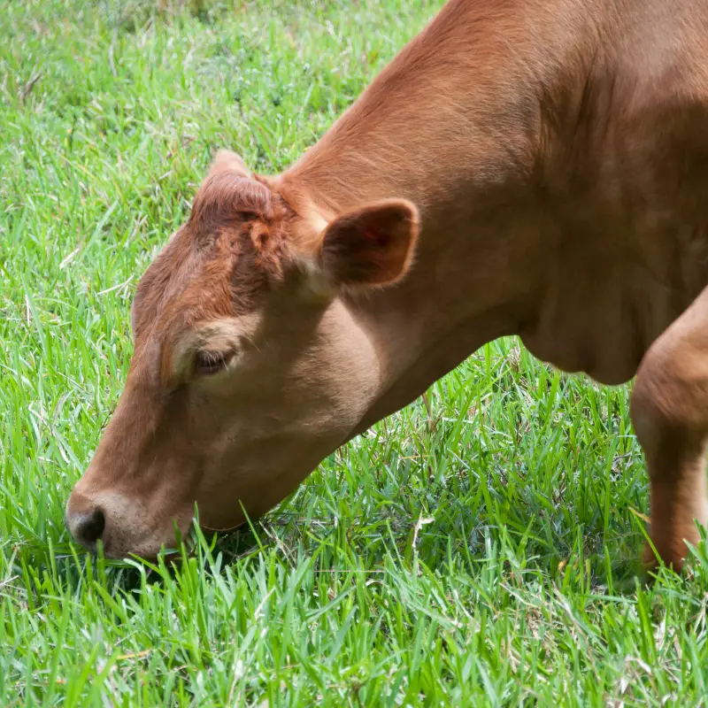 A Cow eating grass