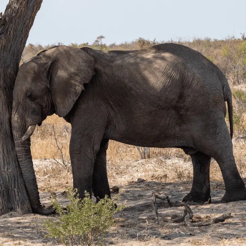 African elephant sleeping against a tree