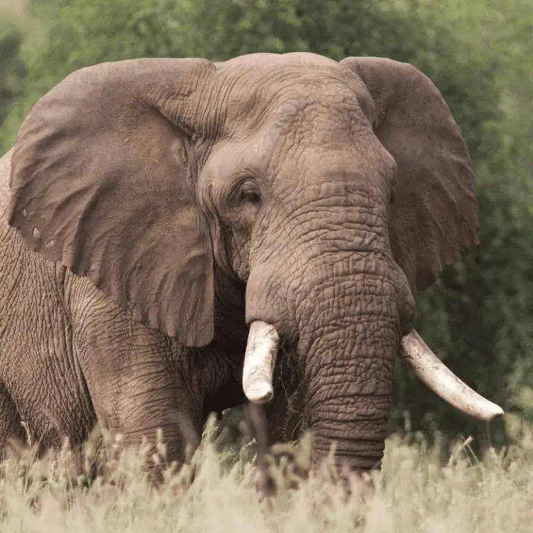 Why Do Elephants Have Big Ears Wonderopolis - vrogue.co