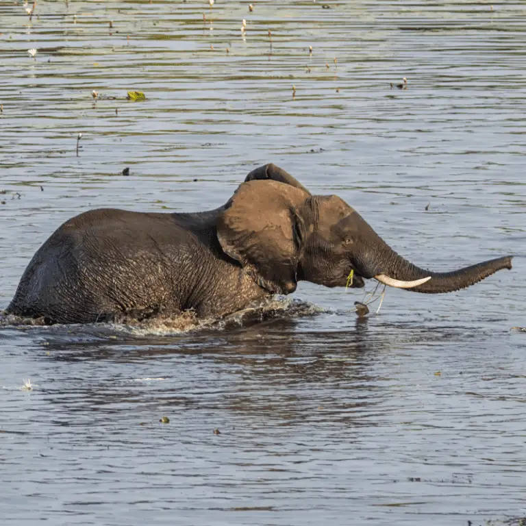Can An Elephant Swim? (Having A Common Ancestor Of The Sea Helps