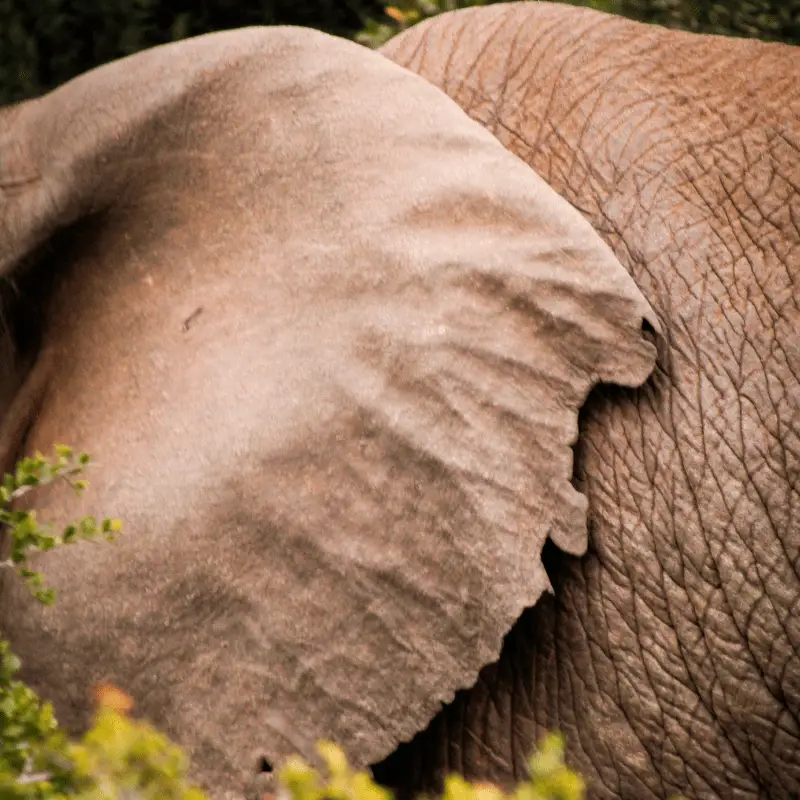 A big ear of an elephant