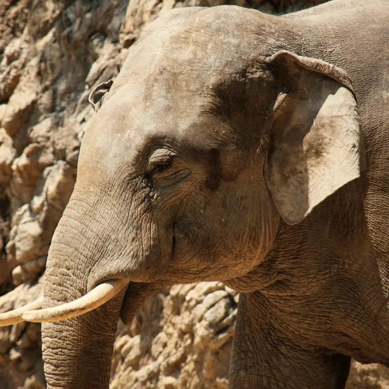 Asian elephant with smaller ears