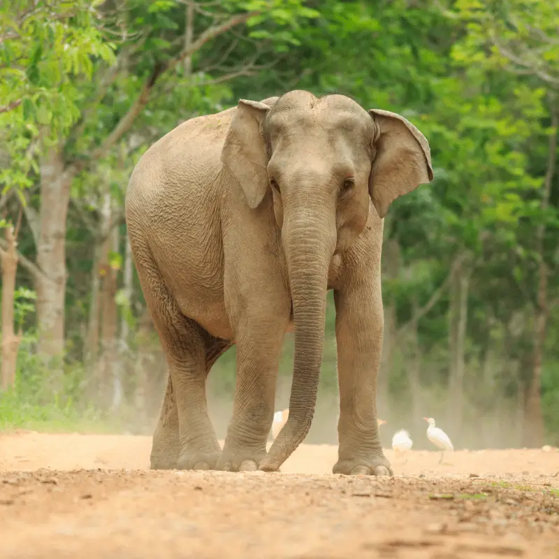 Full image of an elephant outside with tree in the background