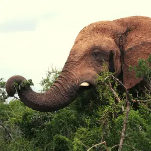 An elephant eating tree leaves