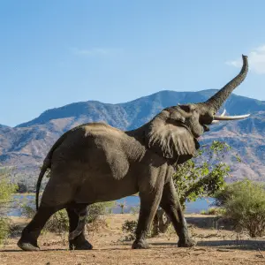 Elephant with tusk in the air and mountains behind him