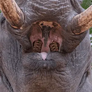 The teeth of an elephant