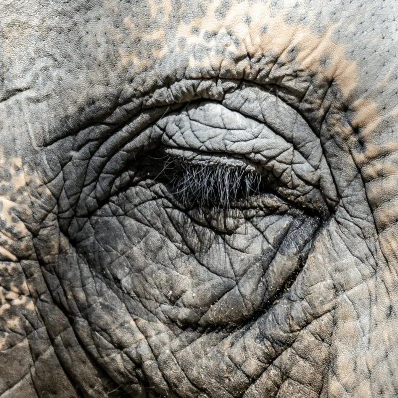 Close up of an elephants eyelashes