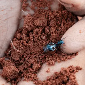 Honeypot Ant in some soil