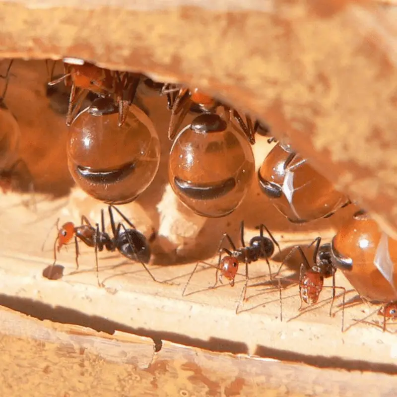 Honeypot ants hanging from the ceiling in a colony