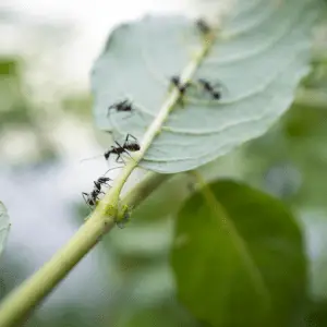 Honey ants on a leaf