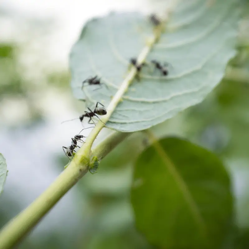 Honey ants on a leaf