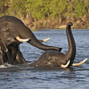 Mother elephant and a baby swimming