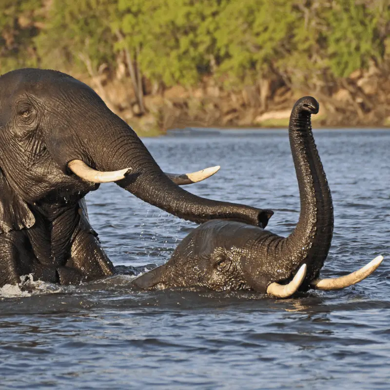 A mother elephant and a baby elephant swimming together