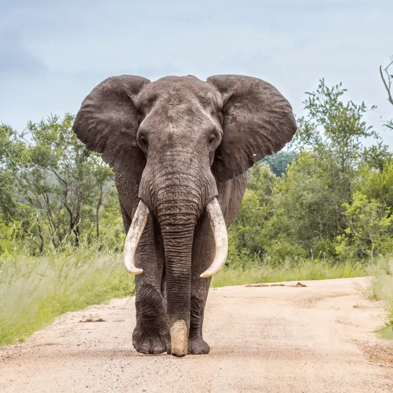 Elephant with big tasks