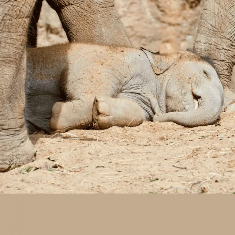 Do Elephants Sleep Standing Up? Is It Safer? Animal Ways