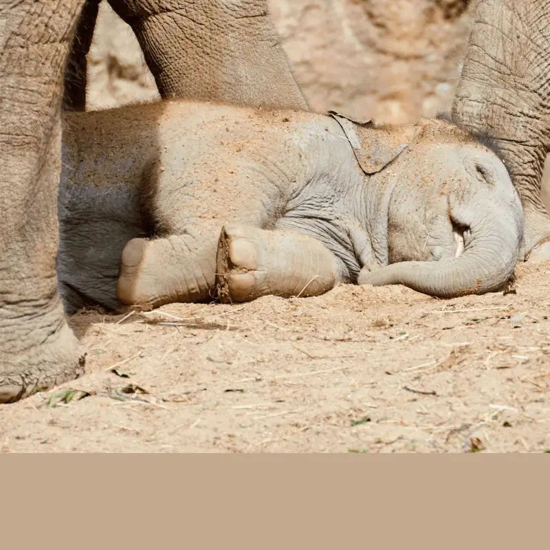 Baby elephant sleeping on the floor, by adult elephants