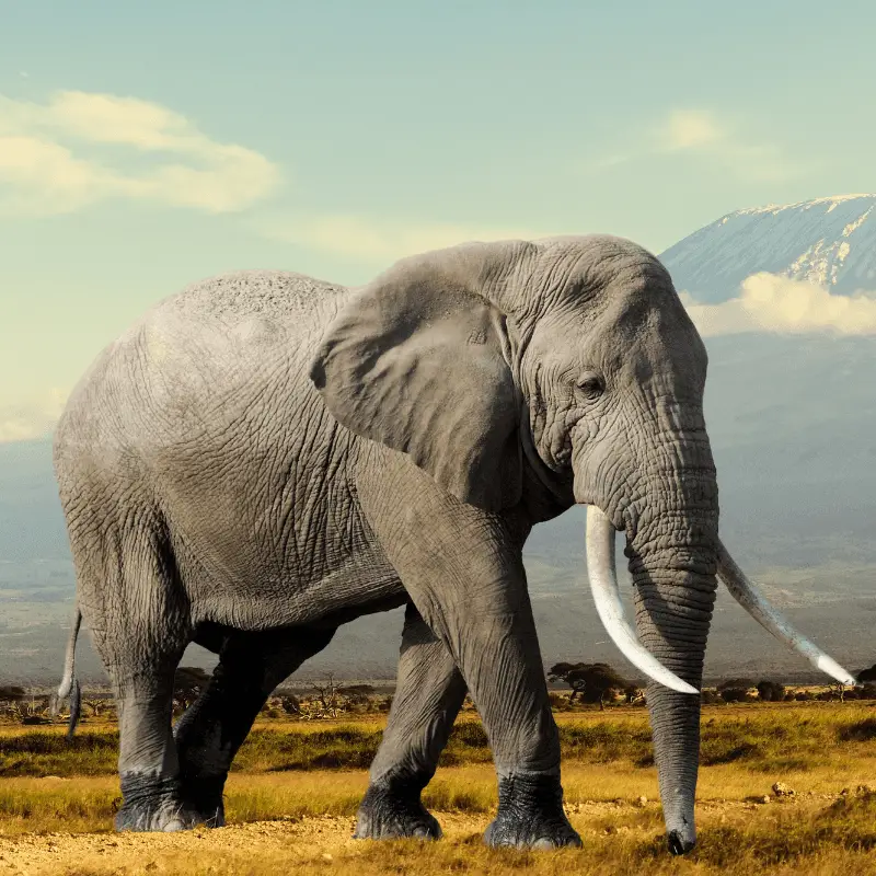 African Elephant with tusks and big ears